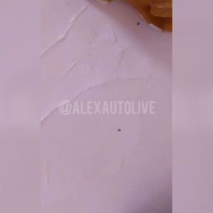 Очевидцы: в Александрове детсад №15 заполонили тараканы