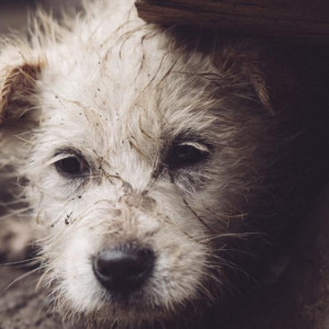 Во Владимирской области назвали признаки агрессии бездомных животных