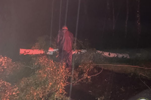 На М-7 под Камешково ураган «Орхан» повалил дерево