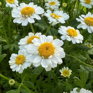 Прогноз погоды во Владимире и области на 30 июня