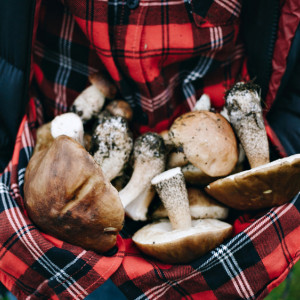 Во Владимирской области нашли первого потерявшегося грибника в 2023 году