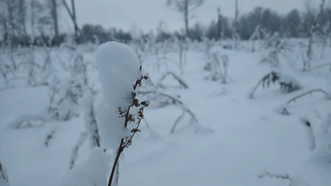 Прогноз погоды во Владимире и области на 29 декабря