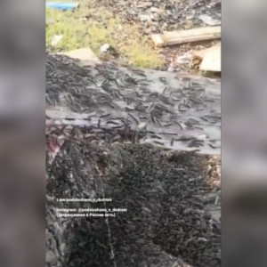 Масштабы нашествия гусениц в Гусь-Хрустальном показали на видео