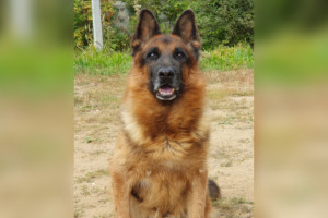 Во Владимире полицейские-кинологи объявили поиск новых хозяев для служебной овчарки