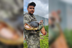 В Вязниках поймали гигантского сома