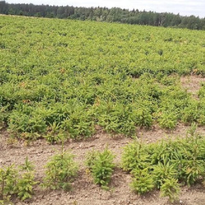 Во Владимирской области пострадавший при стройке трассы М-12 лес восстановят за 156 млн