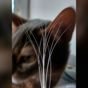 В Муроме выставили на продажу кошачьи усы