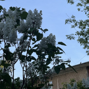 Прогноз погоды во Владимире и области на 29 мая