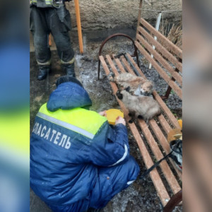 Во Владимире при пожаре спасли женщину и двух котят