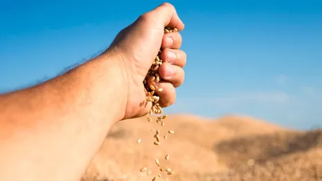 Во Владимирской области за год намололи рекордные 300 тысяч тонн зерна