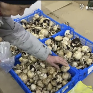 Во владимирских магазинах «Светофор» нашли массу нарушений при хранении продуктов