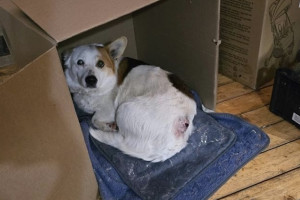 Владимирские волонтеры спасли собаку с дырой в спине