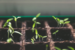 В Коврове дачники могут лишиться участков