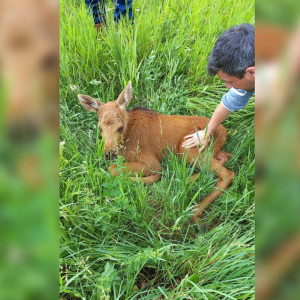 В Селивановском районе бездомные собаки покусали лосенка