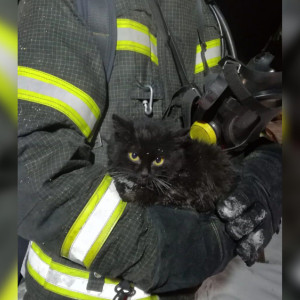 На пожаре швейной фабрики во Владимирской области спасли черного котенка
