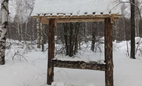 Во владимирских лесах жизнь животных «подсластили» солью