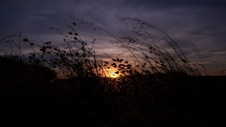 Труп пропавшего во Владимире мужчины нашли в поле