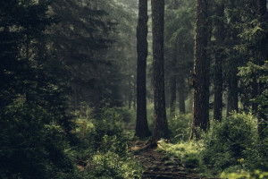 Во Владимирской области волонтеры за месяц нашли двоих людей мертвыми