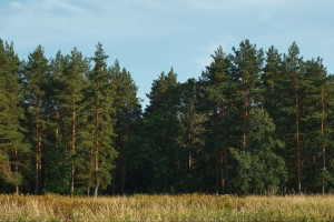 В Ковровском районе неизвестные вырубили 21 сосну на территории лесничества