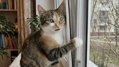 В Коврове спасли застрявшего в оконной раме кота