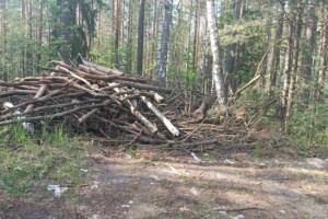 В лесу вблизи Мостостроя во Владимире устроили крупную свалку