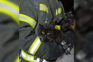 На пожаре швейной фабрики во Владимирской области спасли черного котенка
