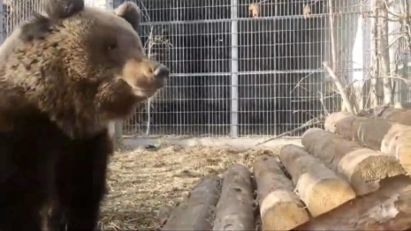 Пойманный в Александровском районе медвежонок пережил операцию