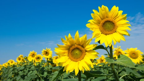 К осени погода во Владимирской области изменится