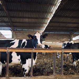 В Юрьев-Польском районе отменили карантин по лейкозу коров