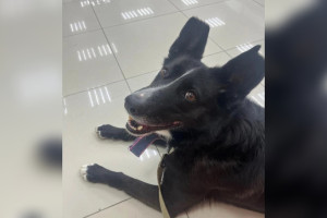 Бездомная собака из Владимира стала донором для спаниеля