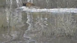 Во Владимирской области сняли на видео передвижение зубра во время паводка