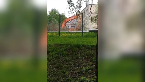 Во Владимире вырубили яблоневый сад ради можжевельника и туи