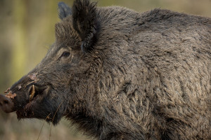 Народные приметы: что можно и нельзя делать 12 января в Анисьин день