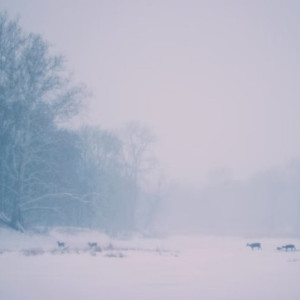 На Владимирскую область опустились туманы