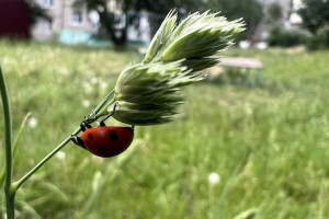 Прогноз погоды во Владимире и области на 1 июля