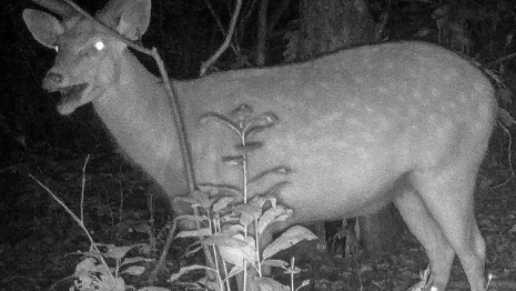 Владимирский фотограф запечатлел забавного оленя