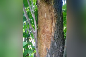 Во Владимире и 4 районах области ввели карантин из-за ясеневой златки