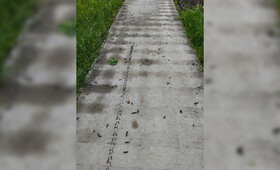 Во Владимирской области произошло нашествие гусениц шелкопряда