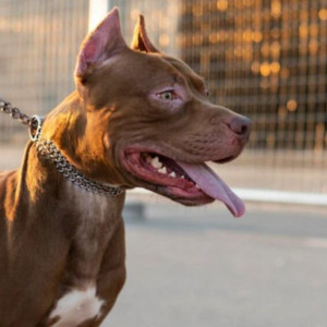 Александровских чиновников наказали за игнорирование жалоб на бойцовскую собаку
