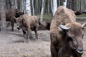 Первого родившегося в нацпарке «Мещера» под Гусь-Хрустальным зубренка назвали Властелином