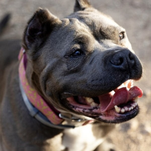 В Юрьев-Польском родители пострадавшего от укуса собаки ребенка отсудили 50 тыс. рублей