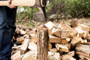 Во Владимирской области незаконно вырубили лес на 900 тыс. рублей