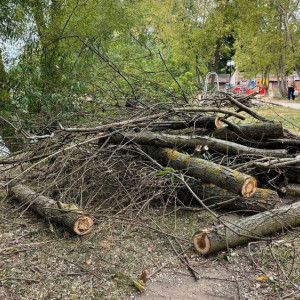 Мэрия Владимира объяснила массовую вырубку ив на берегу пруда просьбами жителей
