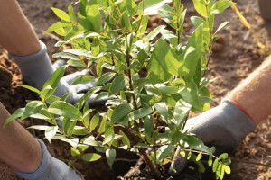 Во Владимире онлайн-магазин продавал запрещенные саженцы яблонь и груш