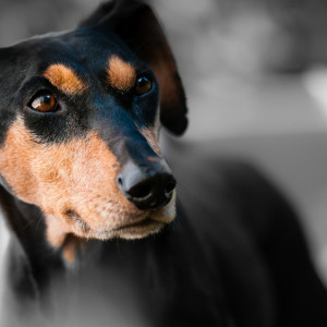 Во Владимирской области бешенством заразилась домашняя собака