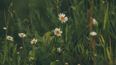 Синоптики пообещали дождливое и холодное начало июня во Владимирской области