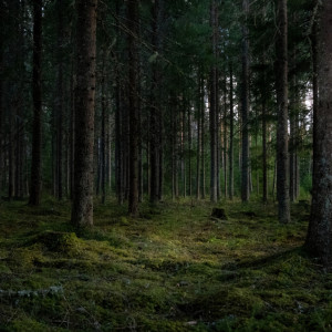 Во Владимирской области нашли мертвым 76-летнего дедушку с лыжными палками