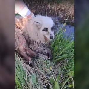Во Владимирской области в канаве нашли изрезанную собаку