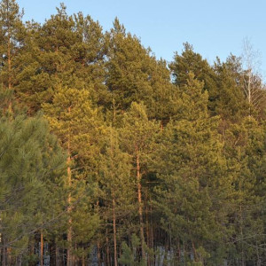 Прогноз погоды во Владимирской области на 22 марта 2026 года