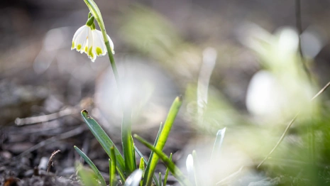 Синоптики пообещали 10-градусное тепло во Владимирской области